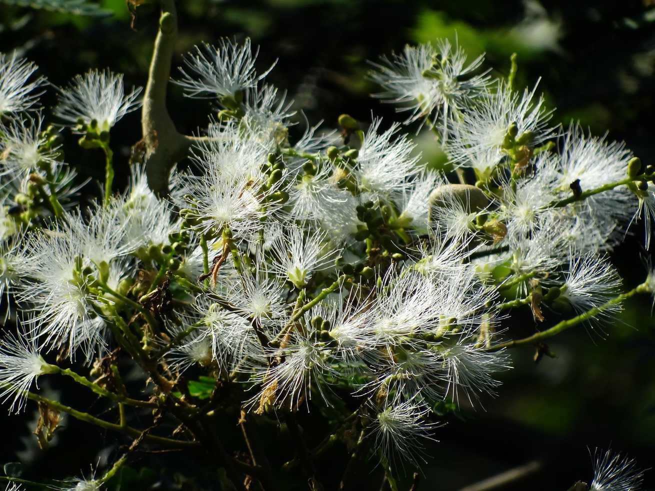 Falcataria moluccana