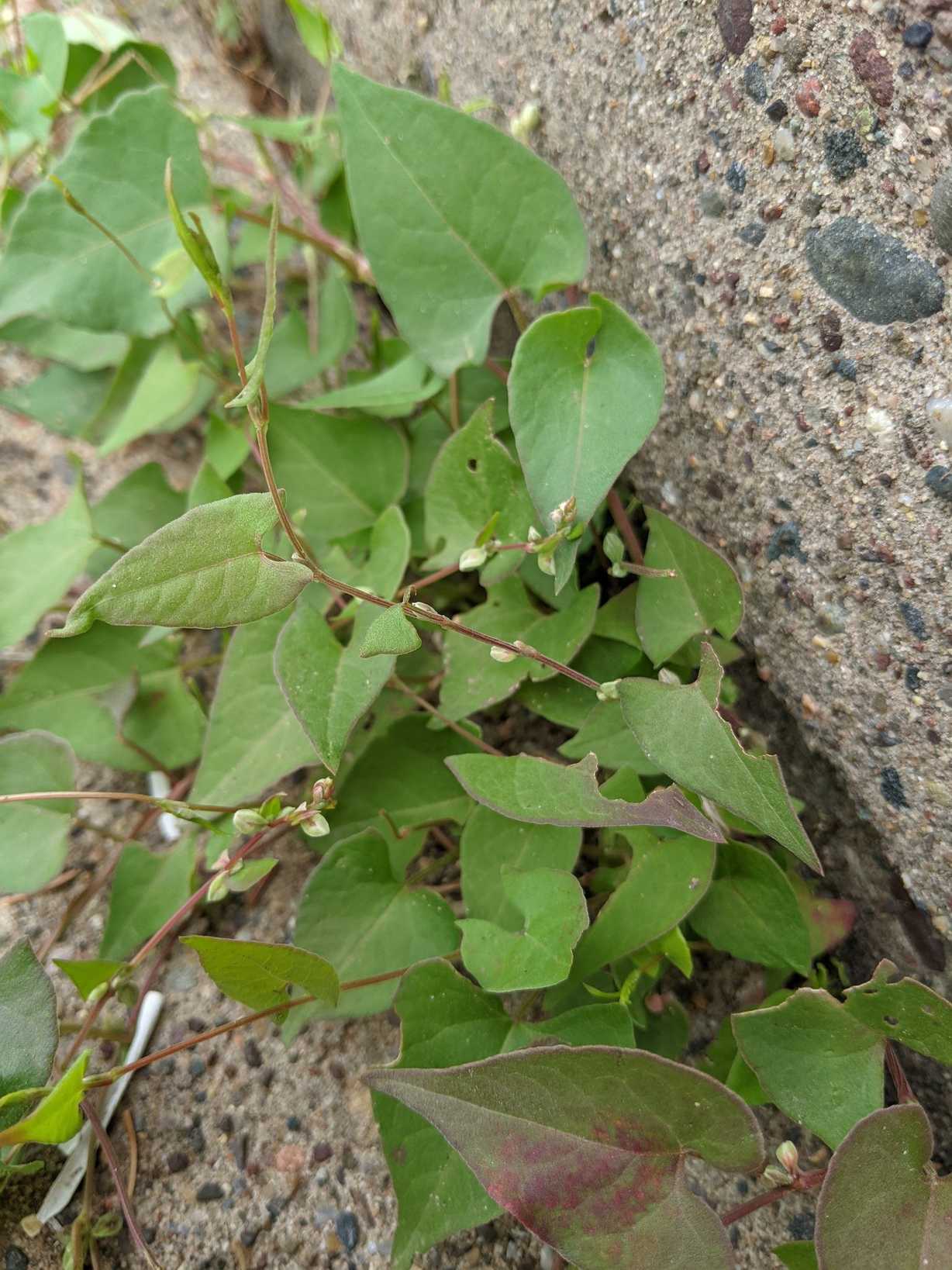Fallopia convolvulus