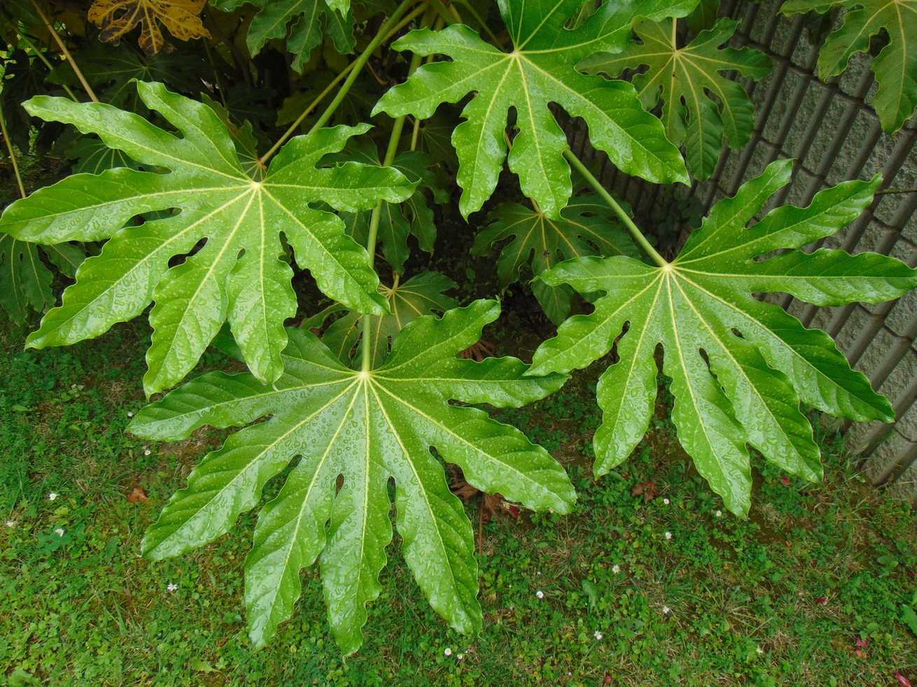 Fatsia japonica
