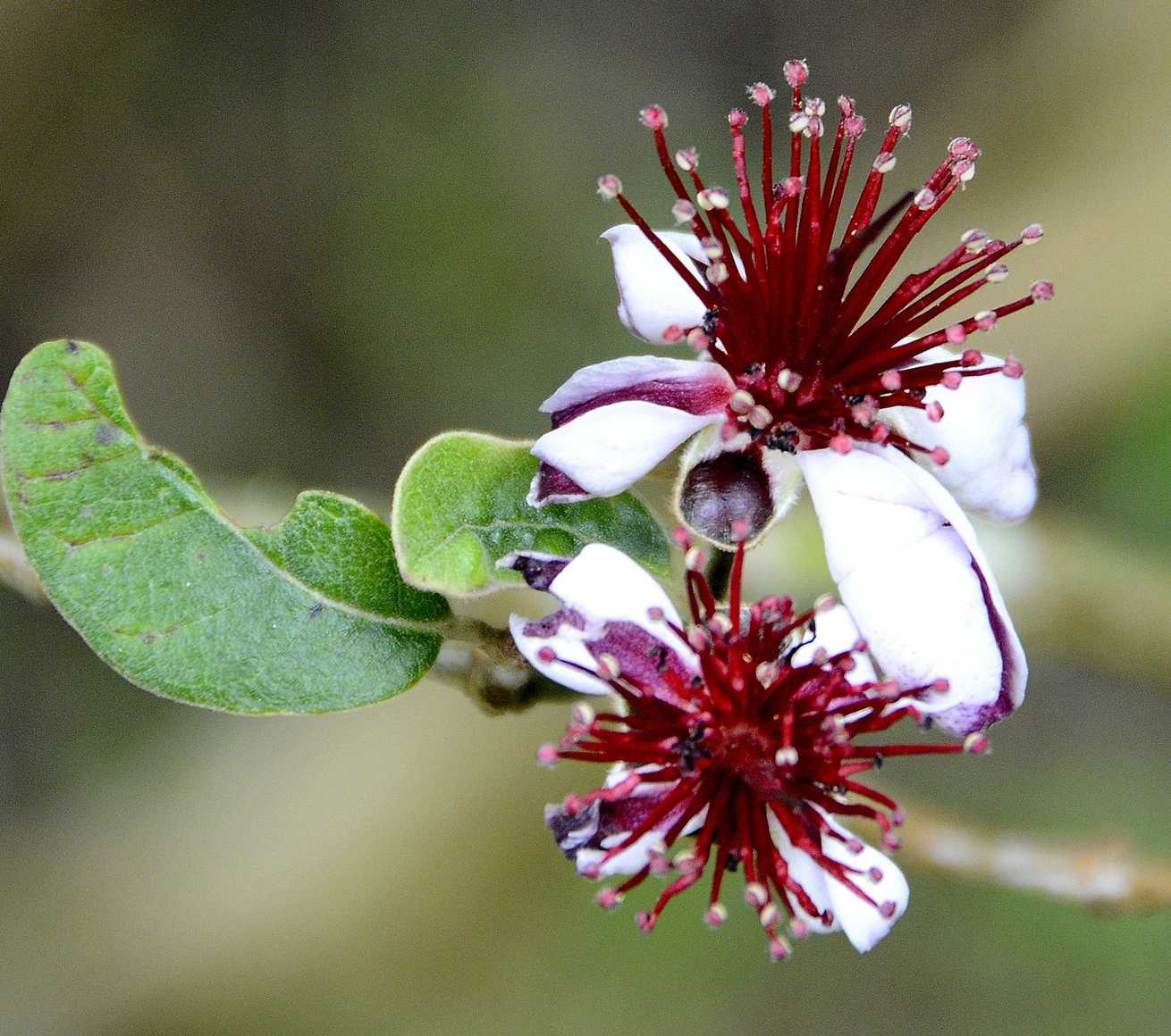 Feijoa sellowiana