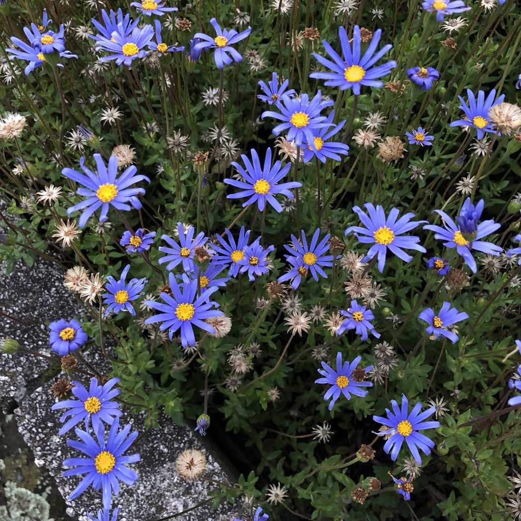 Felicia amelloides