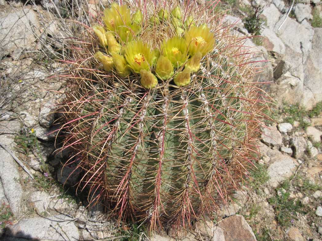 Ferocactus cylindraceus