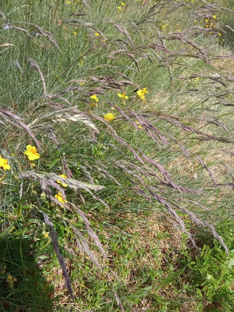 Festuca arvernensis