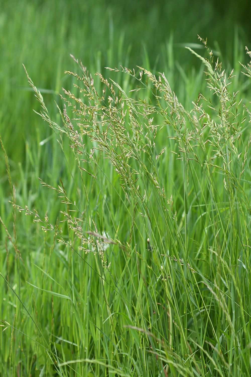 Festuca pratensis