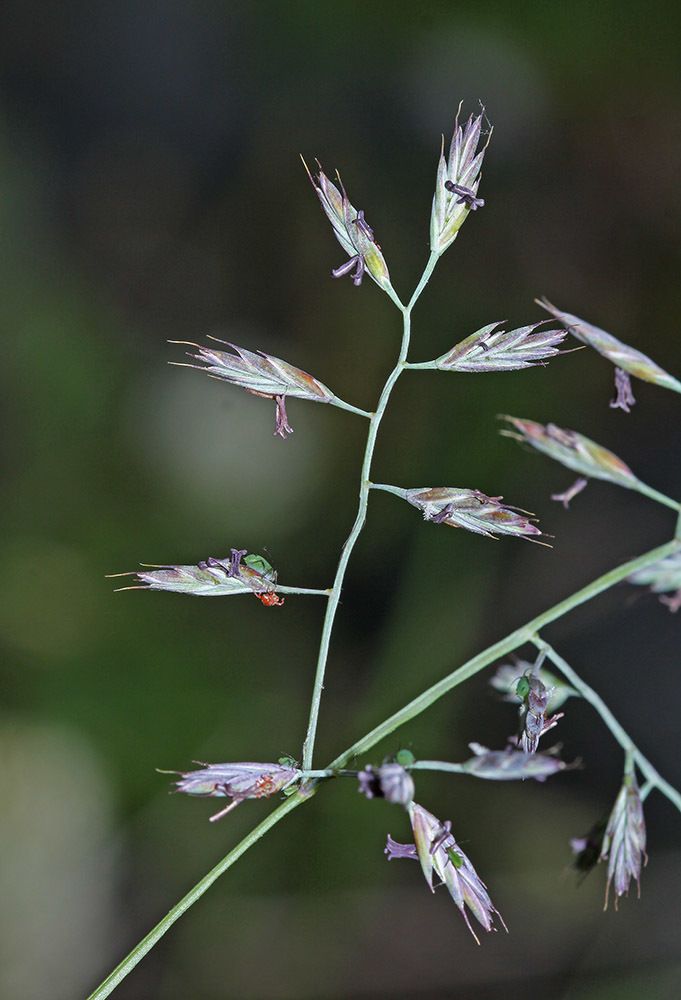 Festuca rubra