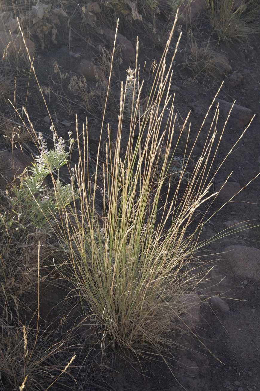 Festuca sp.