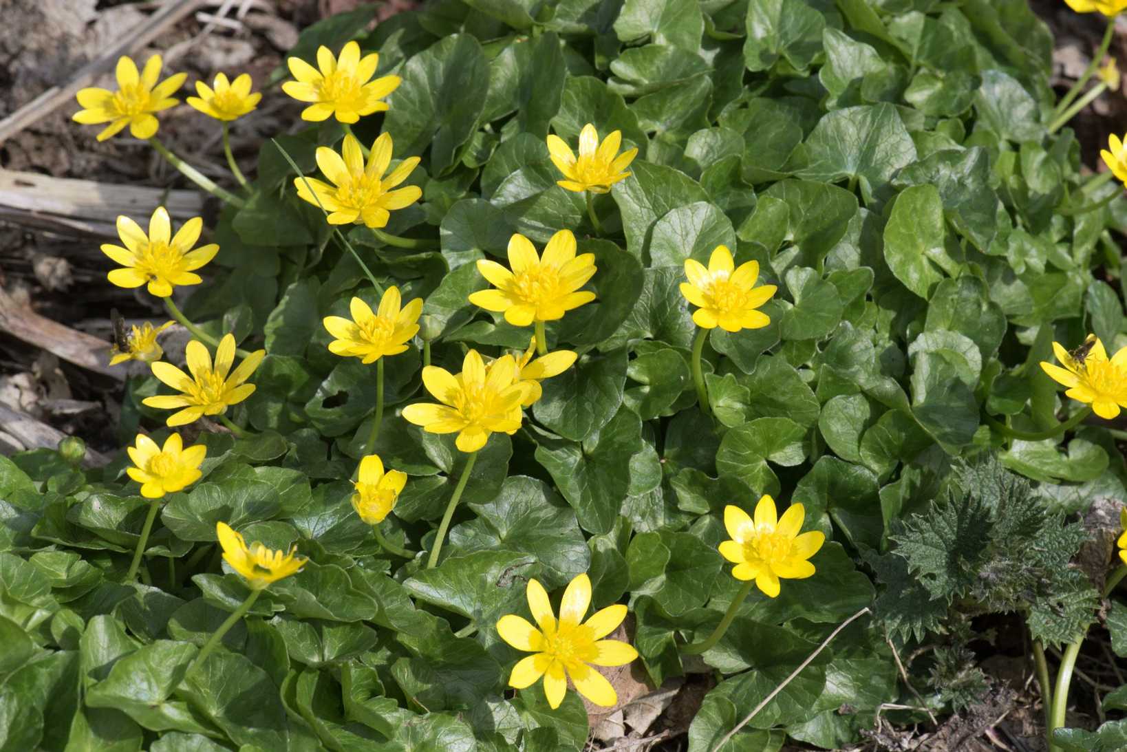Ficaria verna