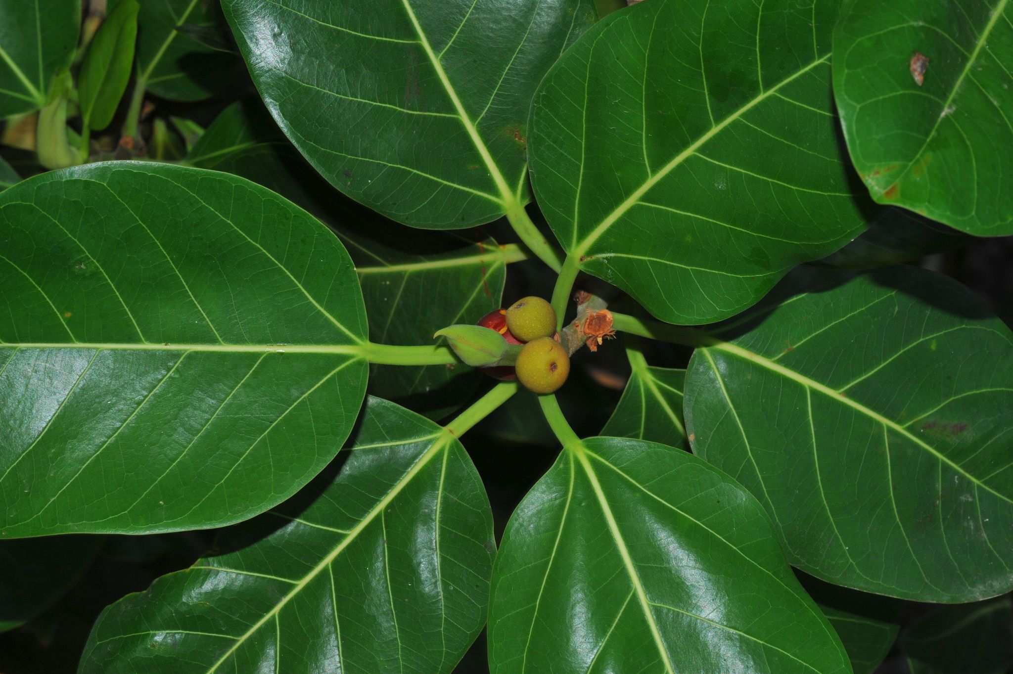 Ficus altissima