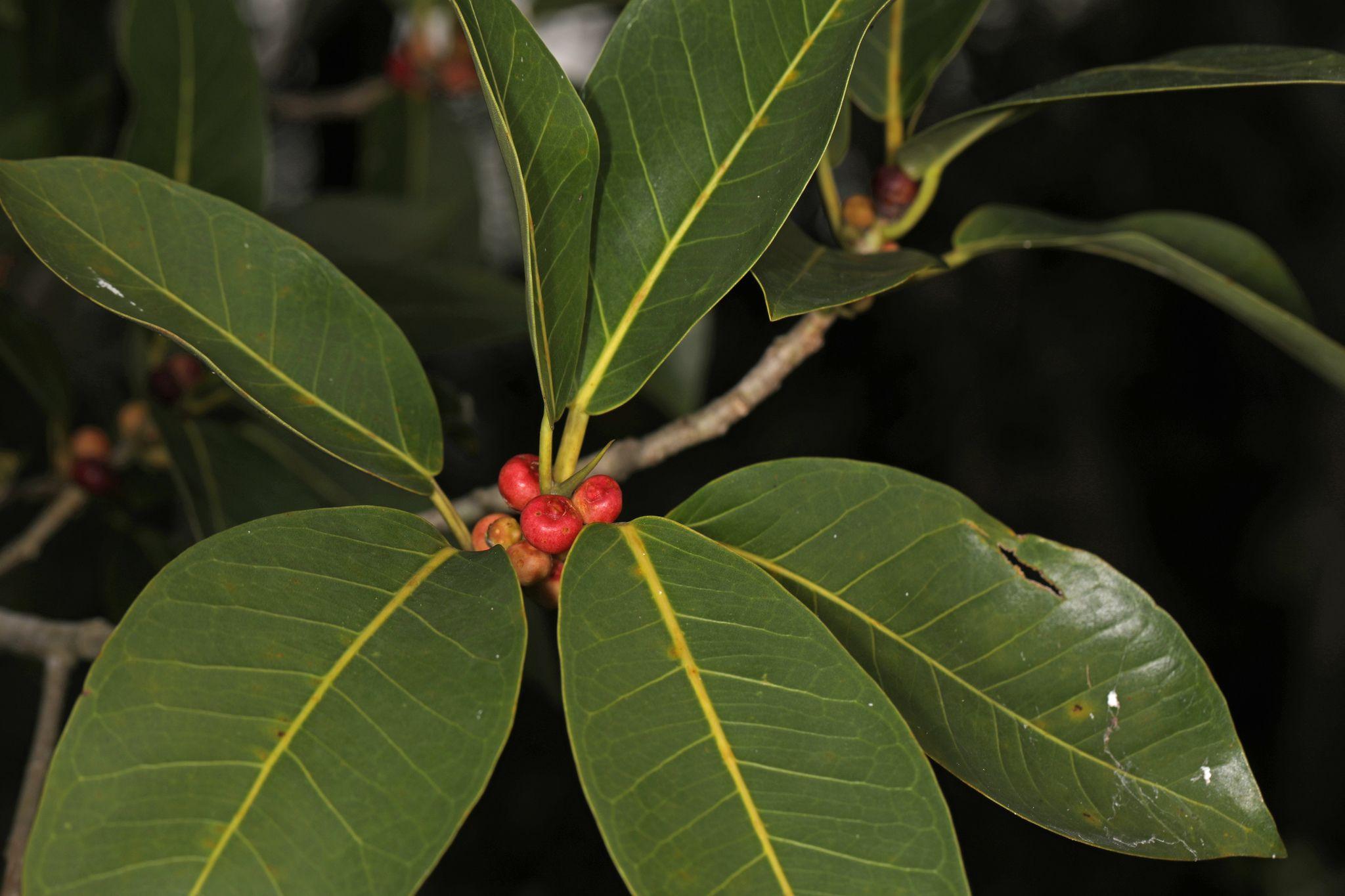 Ficus aurea