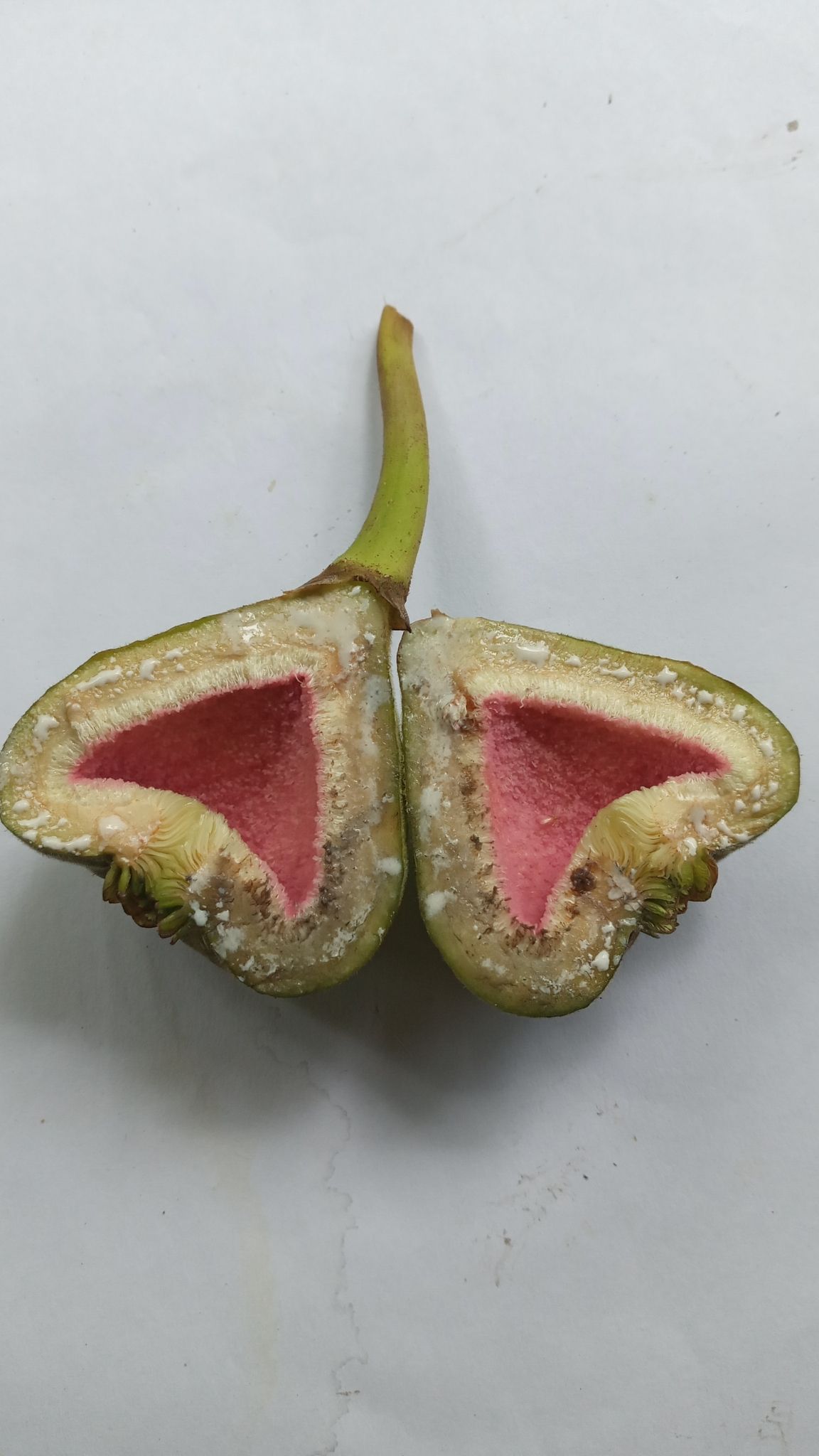 Ficus auriculata