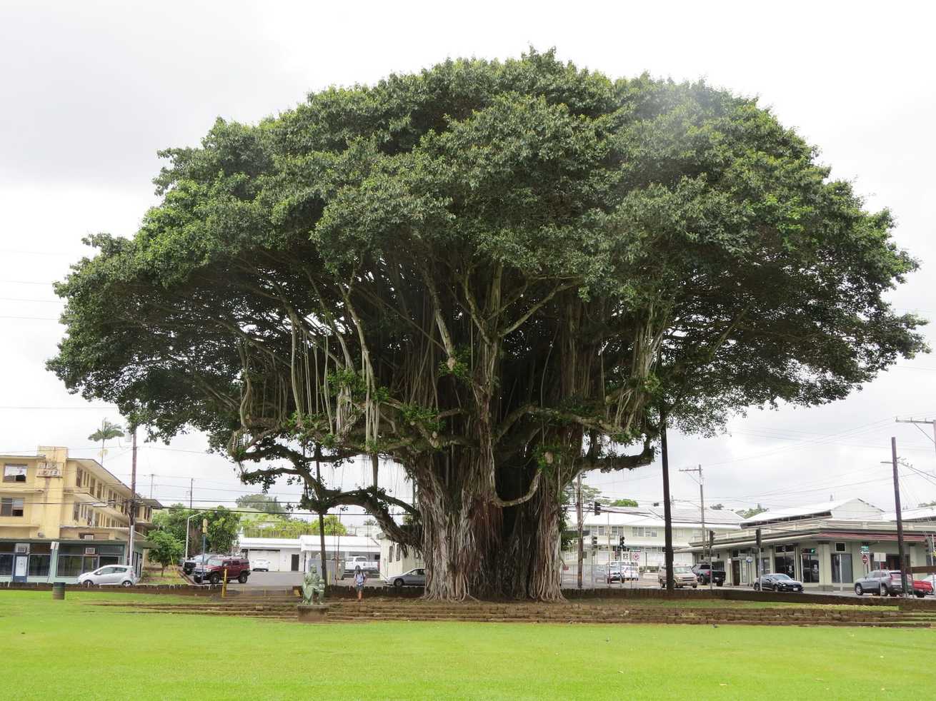 Ficus benghalensis