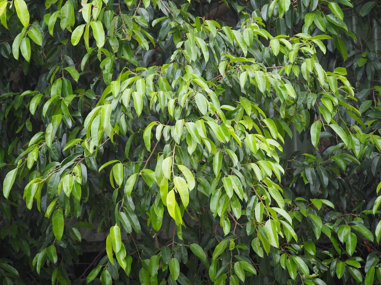 Ficus benjamina
