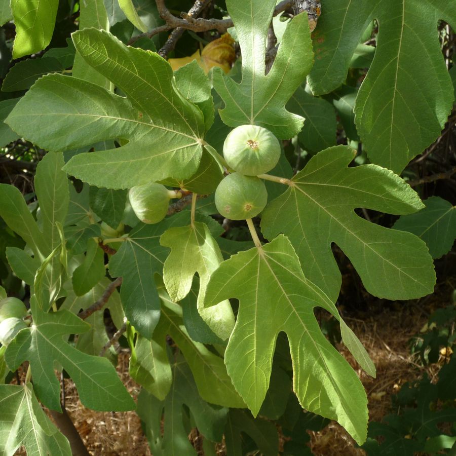 Ficus carica