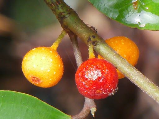 Ficus chartacea