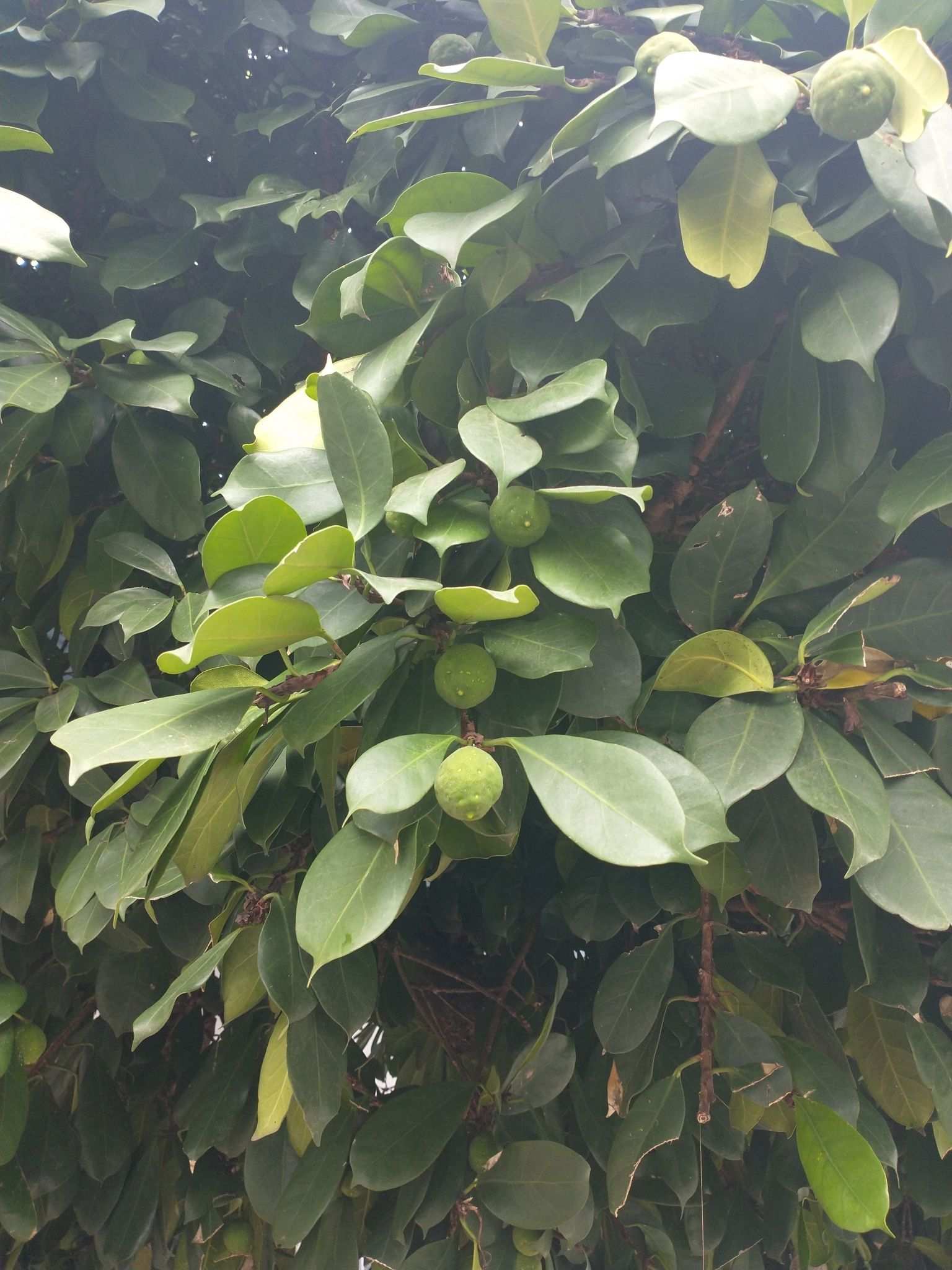 Ficus cyathistipula