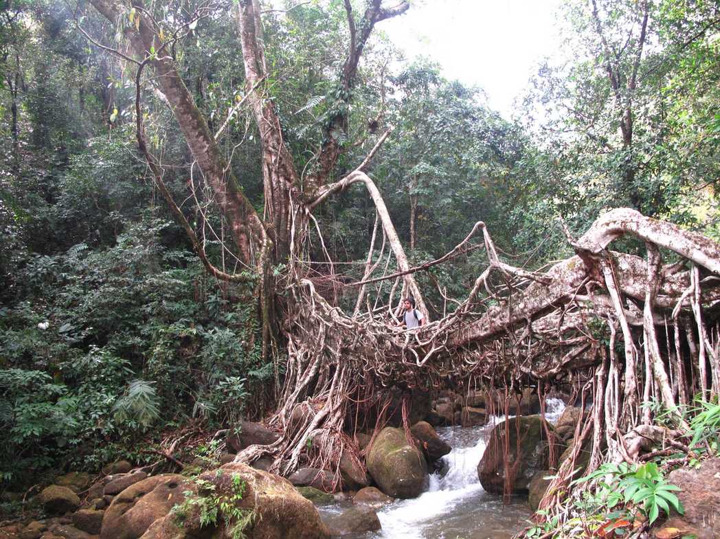 Ficus elastica