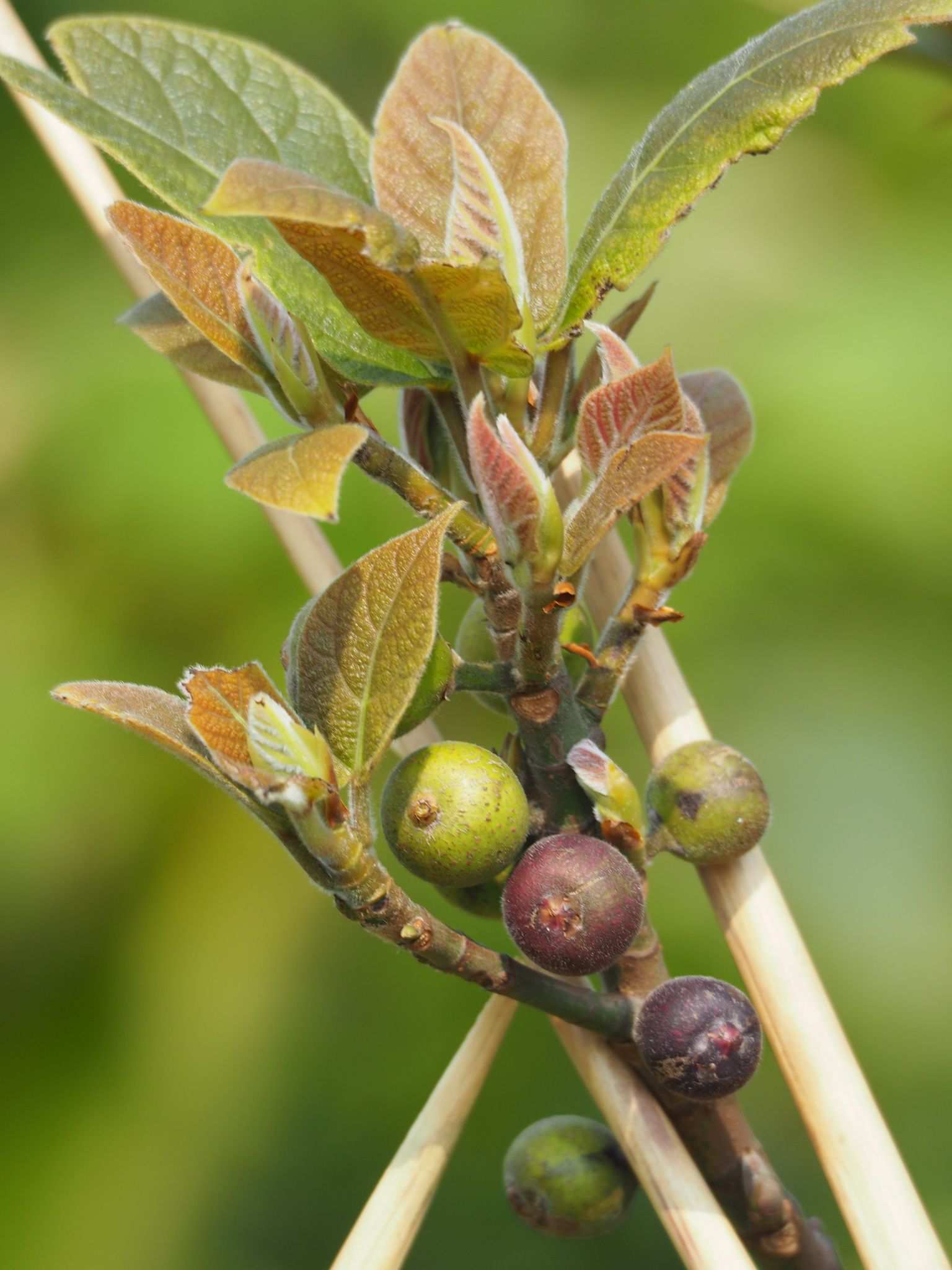 Ficus erecta