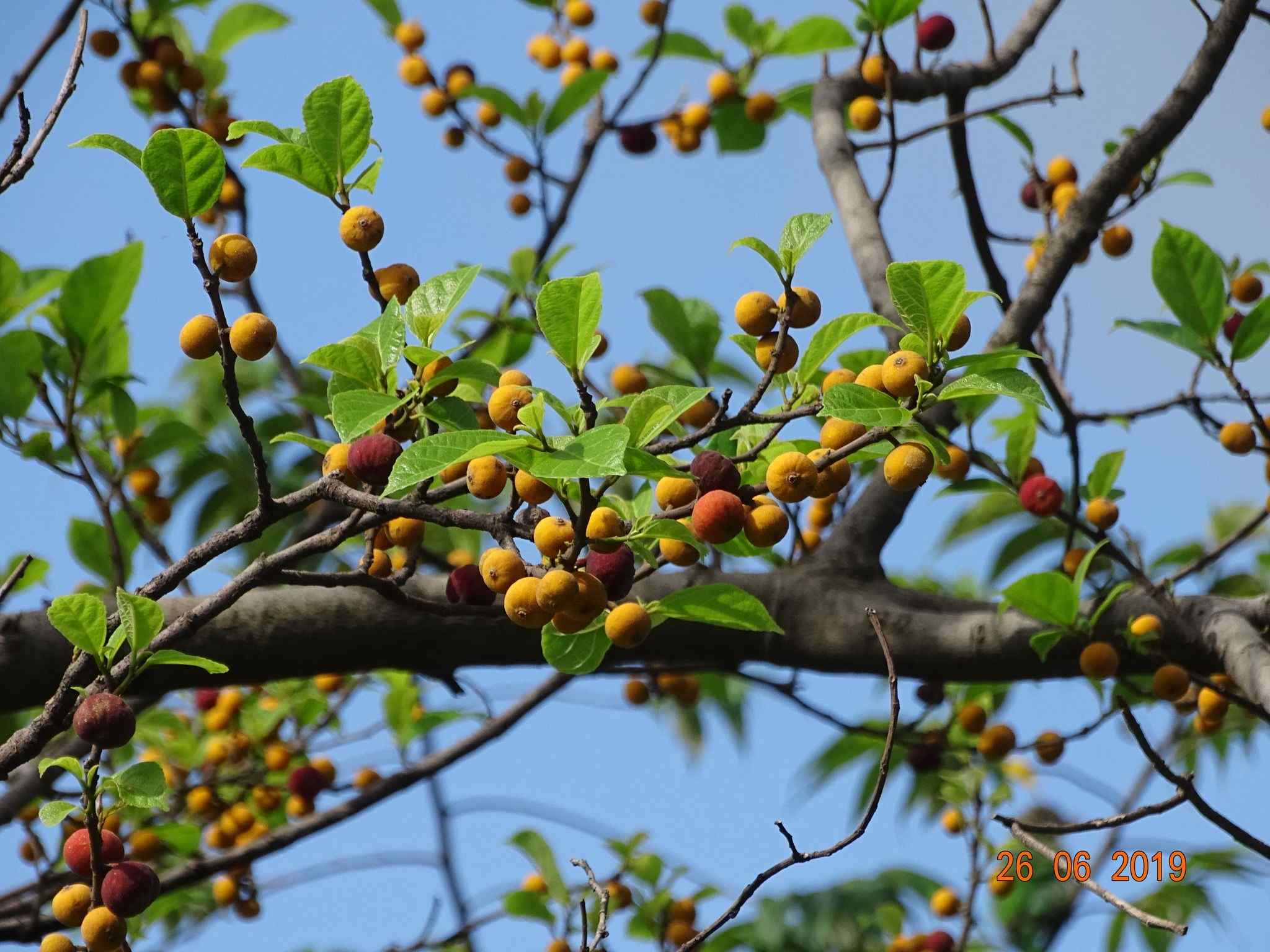 Ficus exasperata