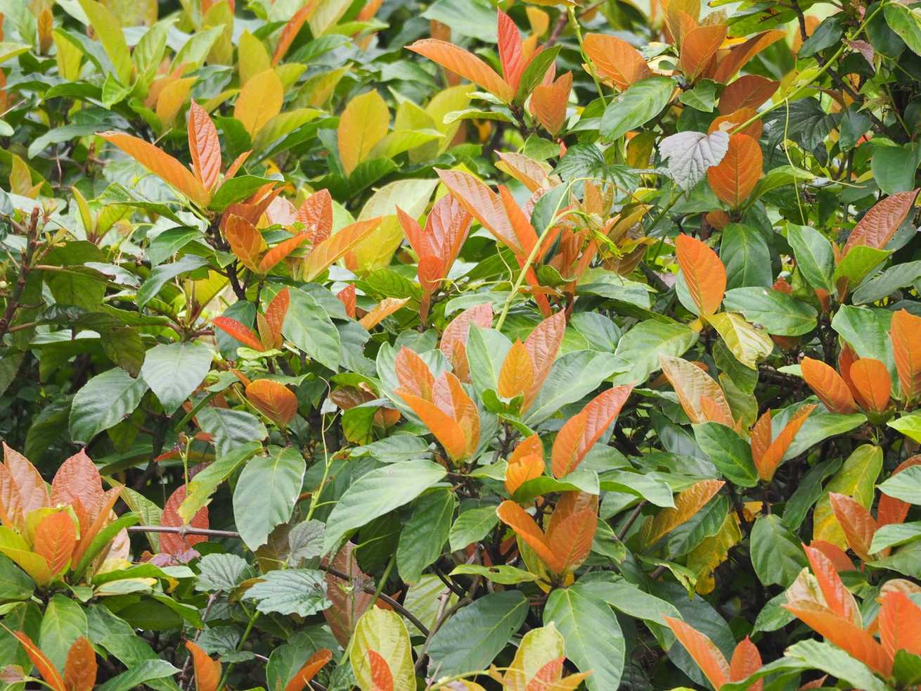 Ficus fistulosa