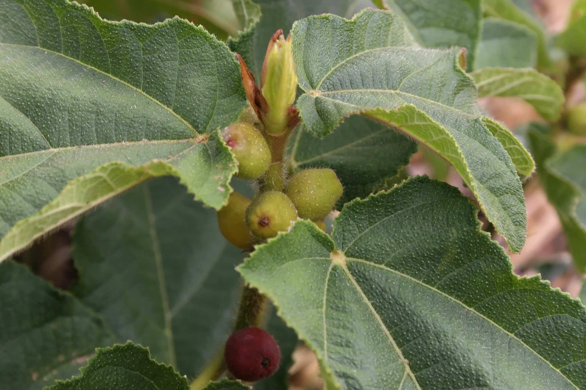 Ficus hirta