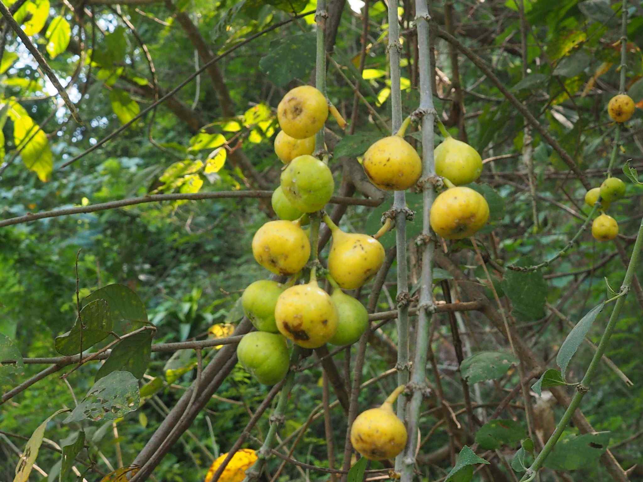 Ficus hispida