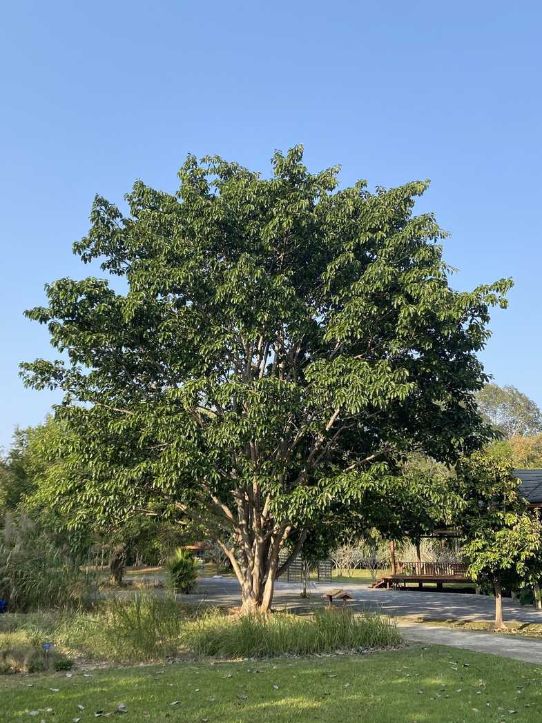 Ficus hookeriana