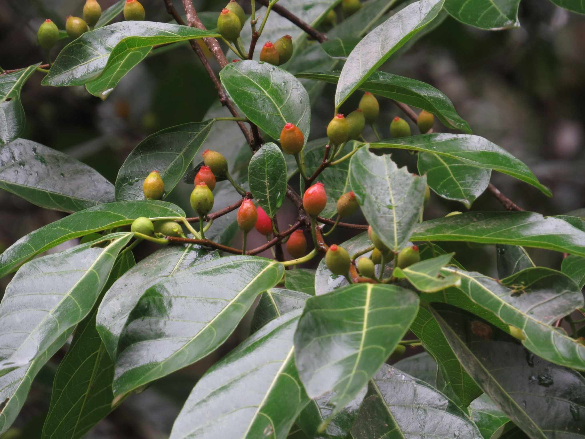 Ficus leptoclada