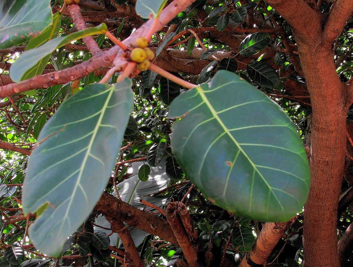 Ficus lutea