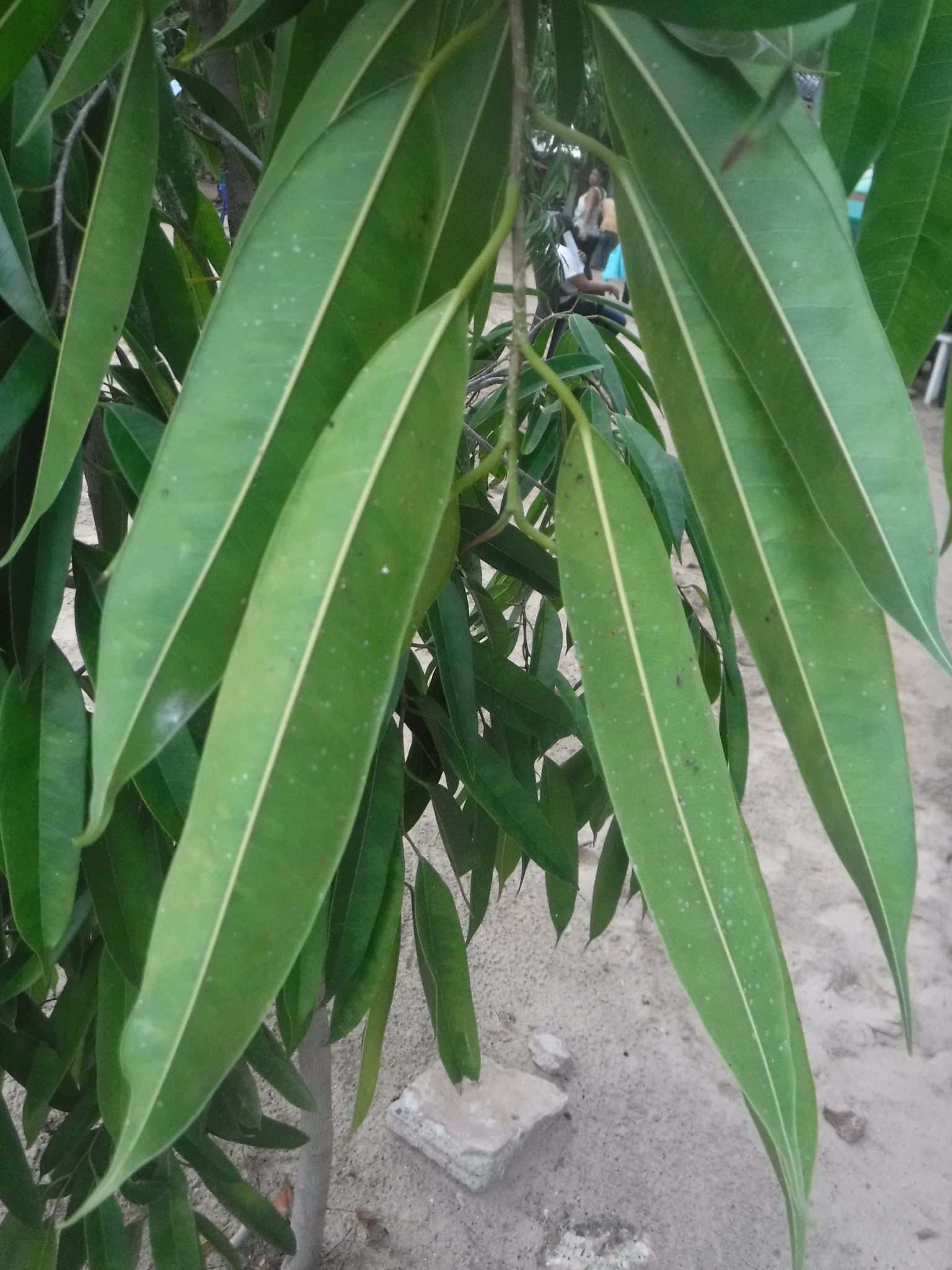Ficus maclellandii