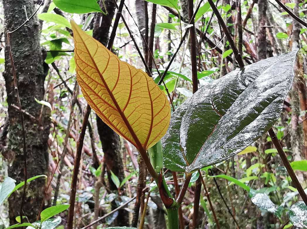 Ficus mauritiana