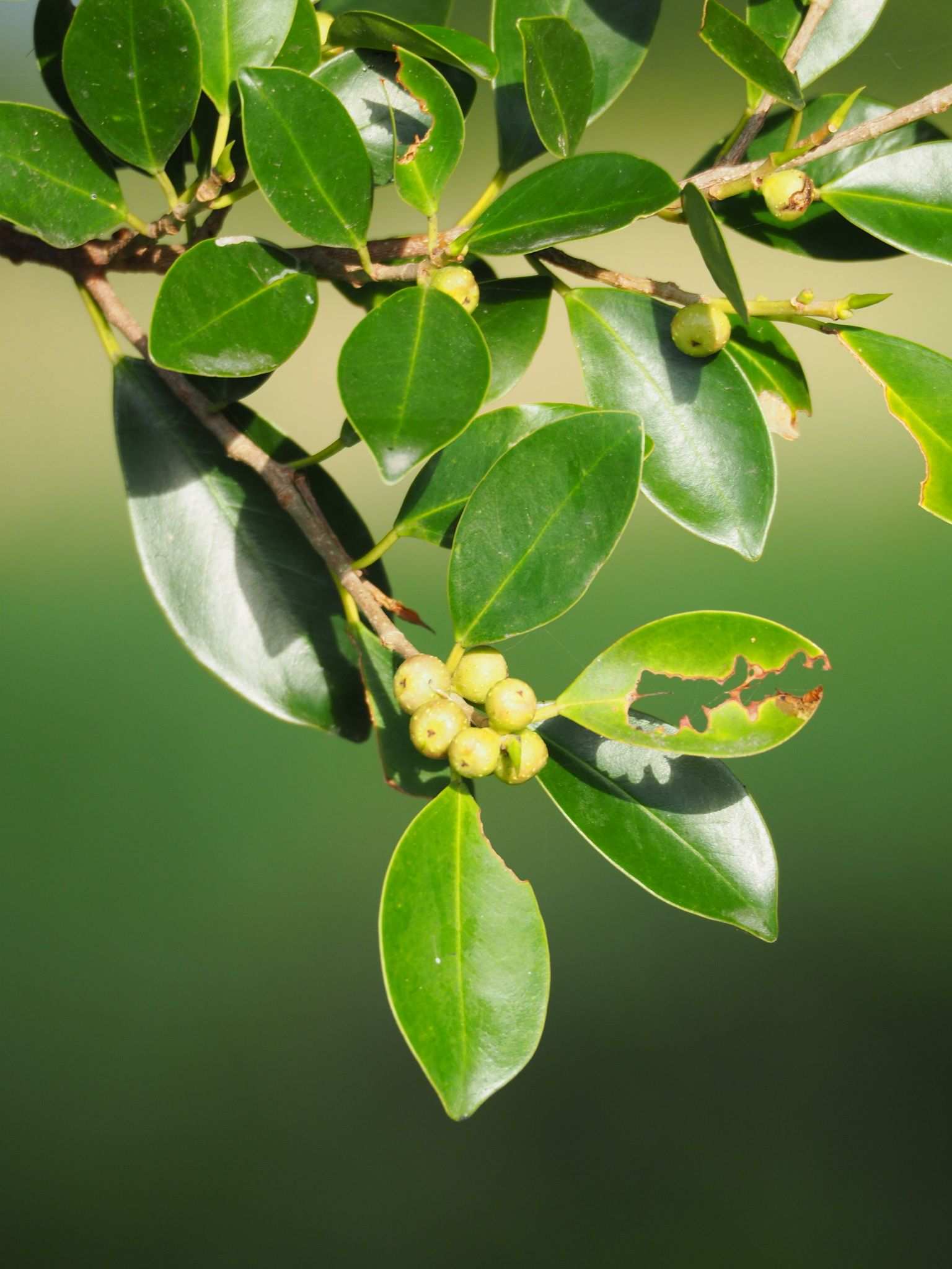Ficus microcarpa
