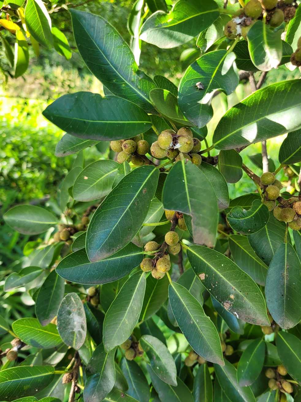 Ficus natalensis