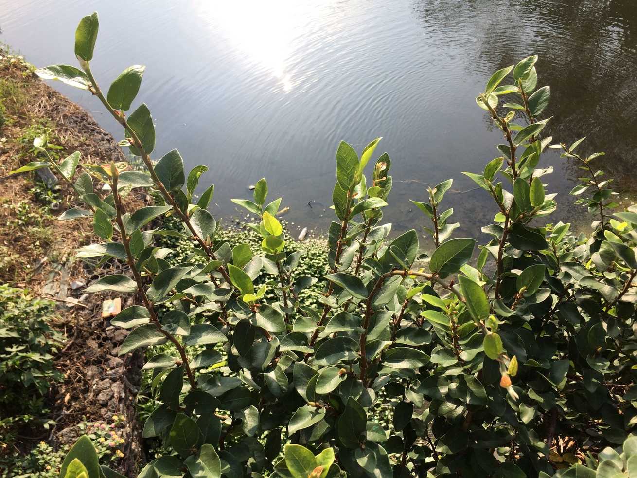 Ficus pumila