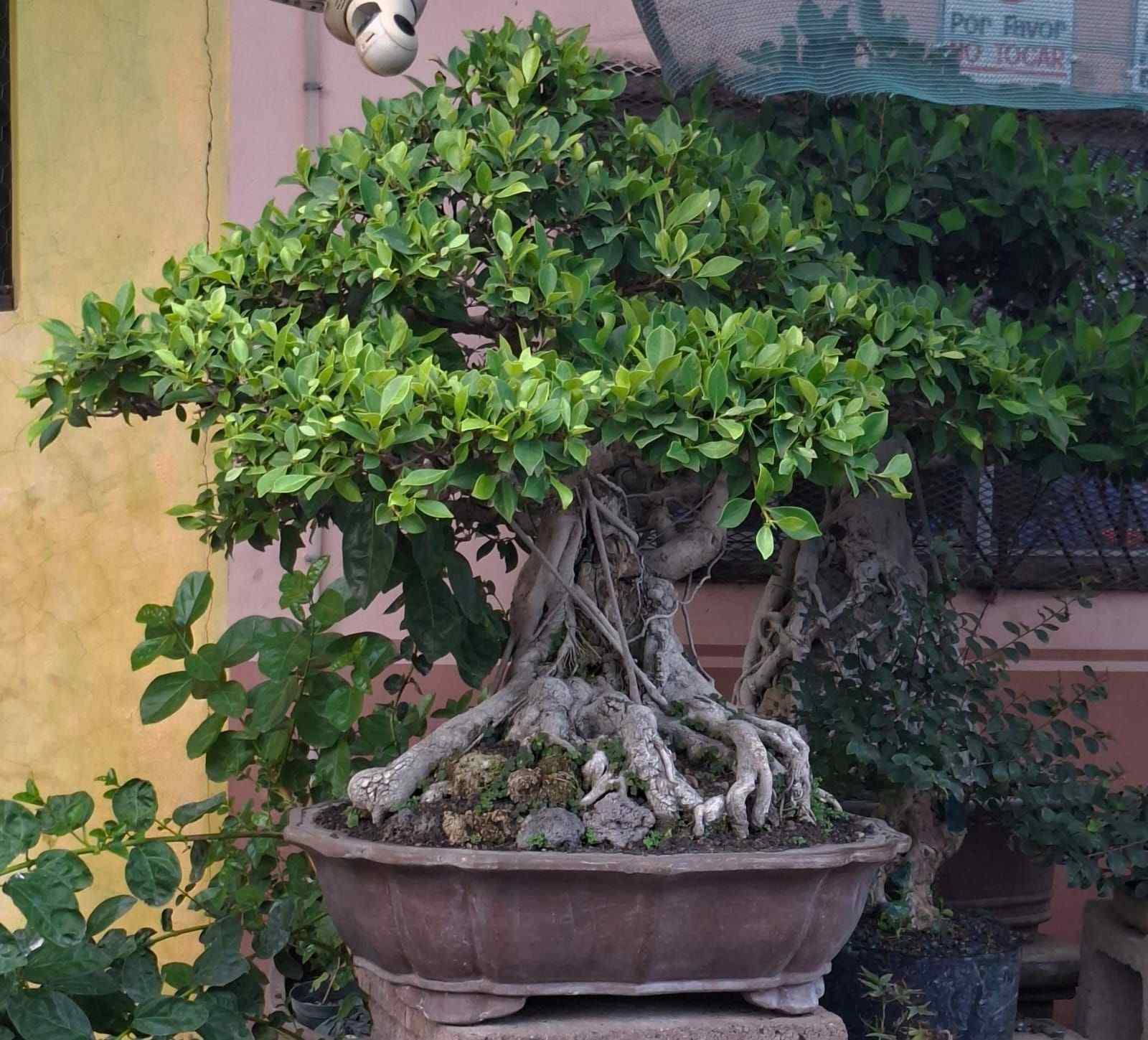 Ficus retusa