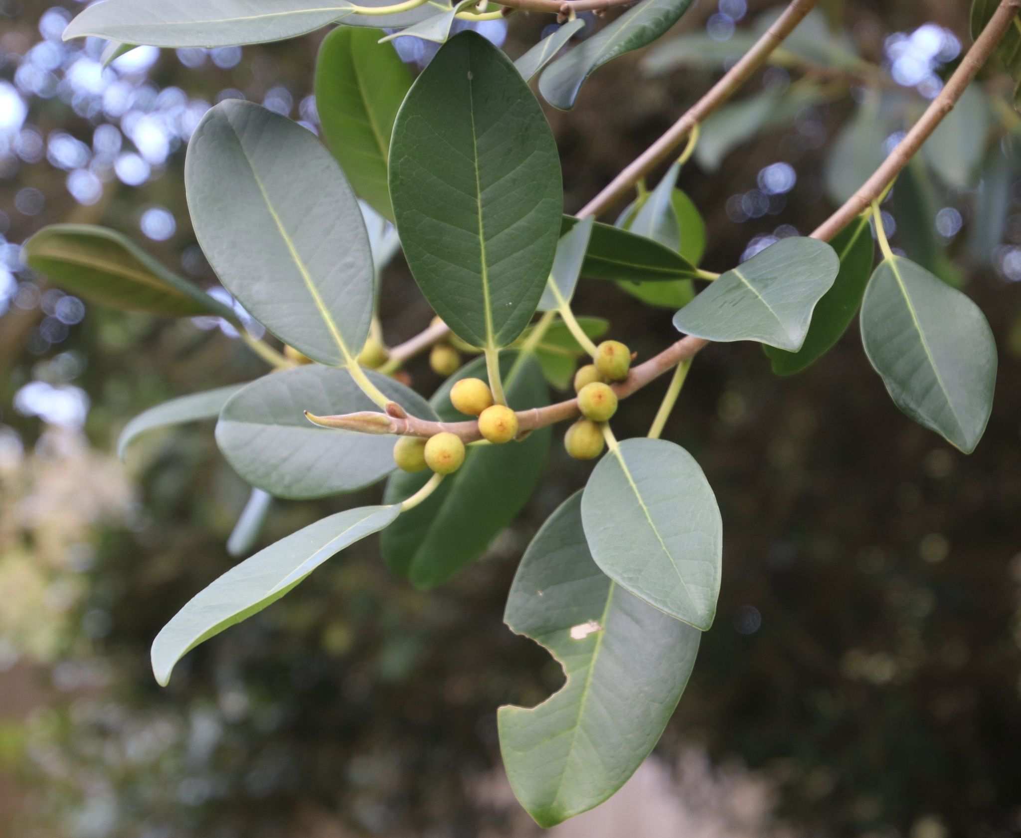 Ficus rubiginosa