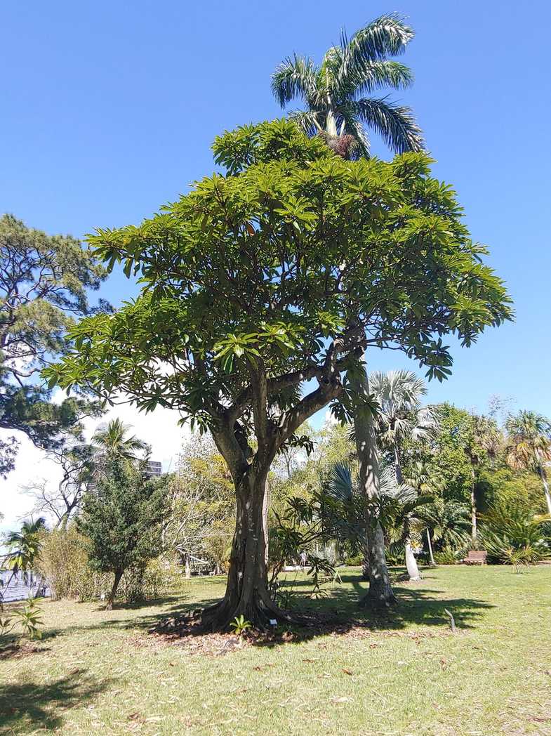 Ficus saussureana