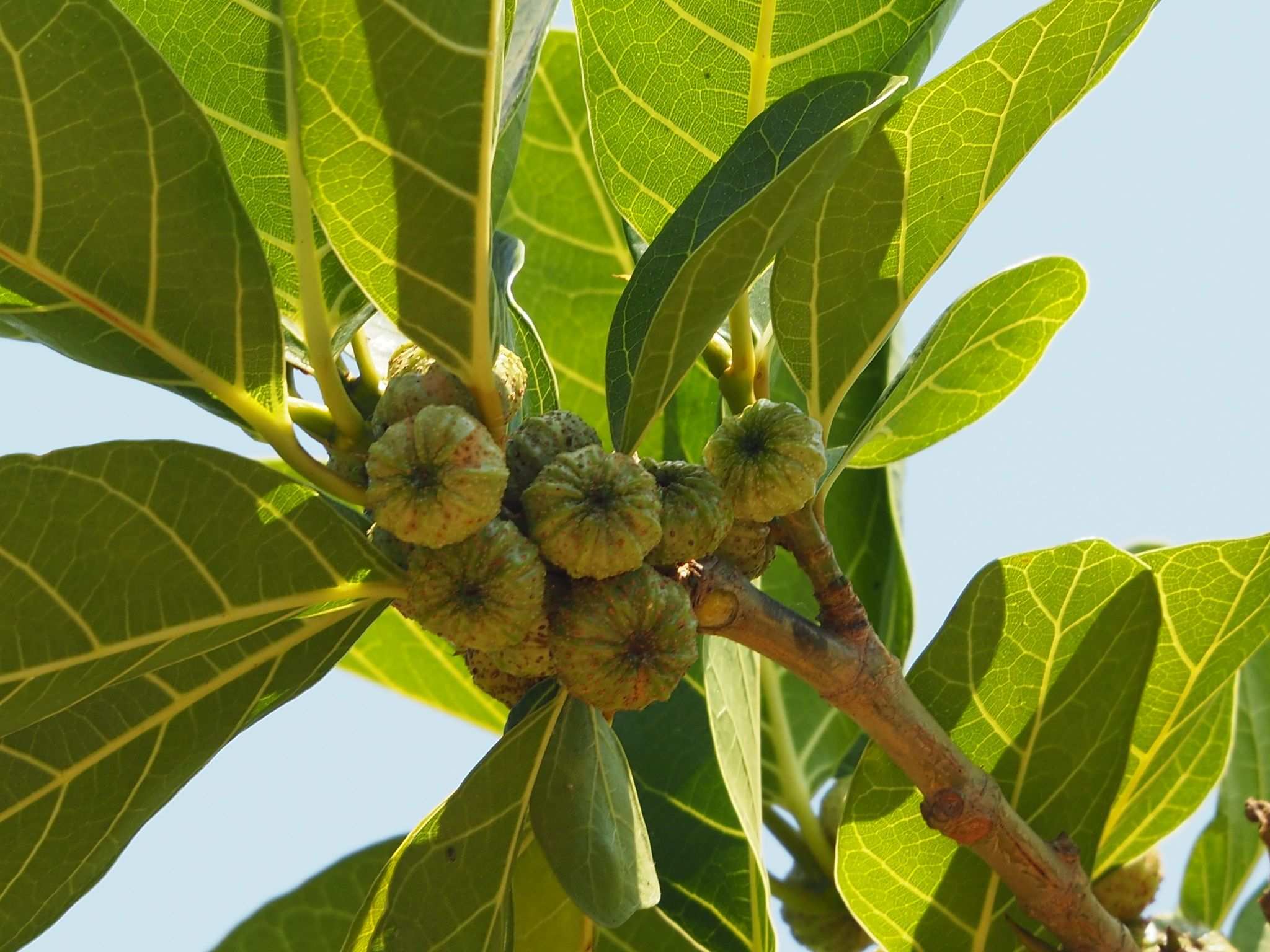 Ficus septica