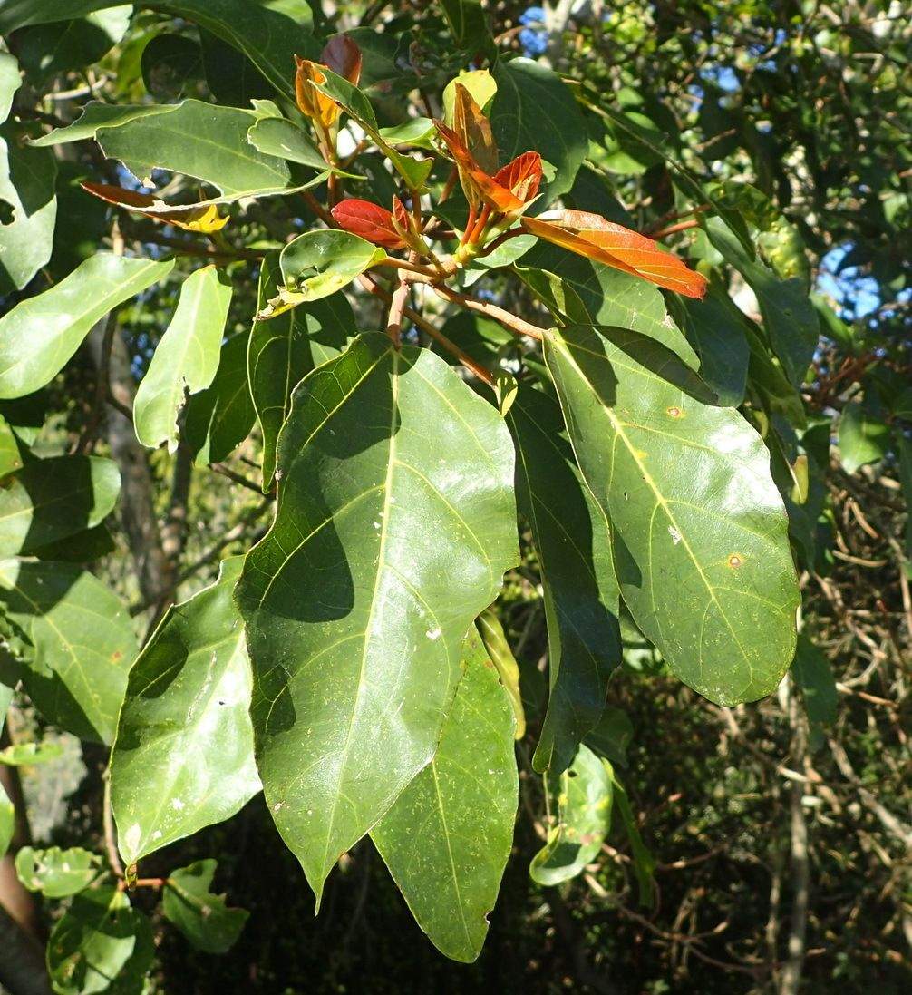 Ficus sur
