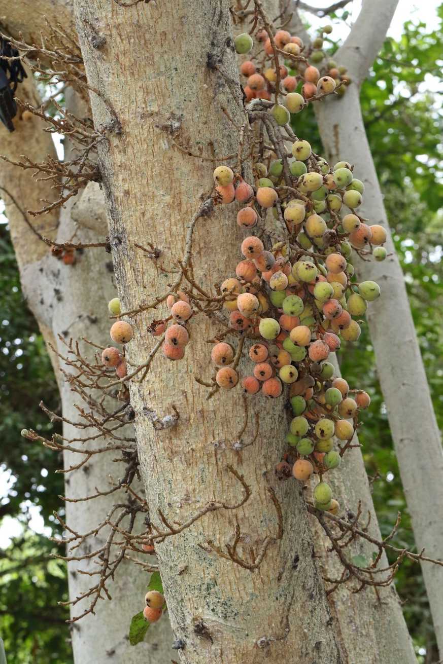 Ficus sycomorus