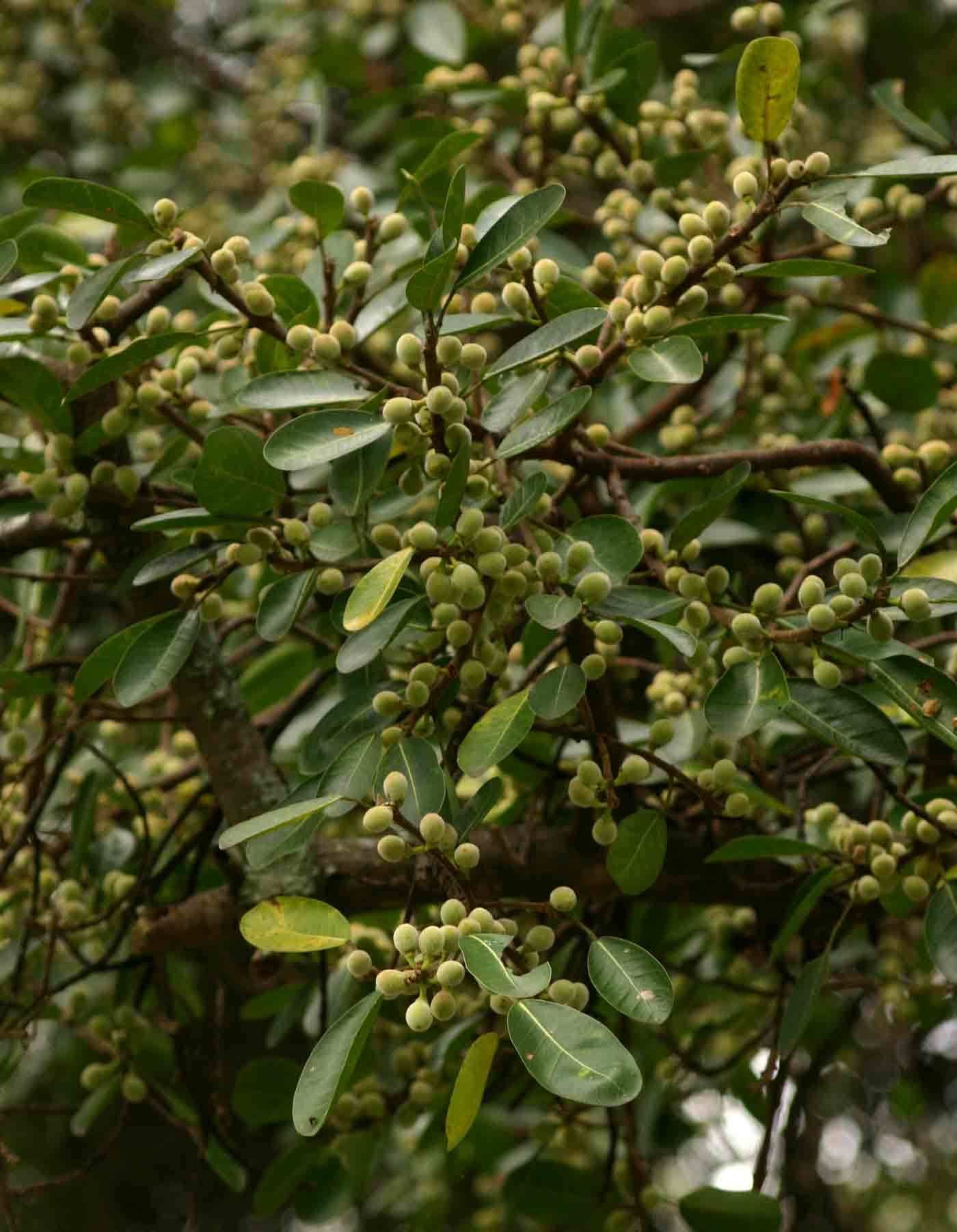 Ficus thonningii