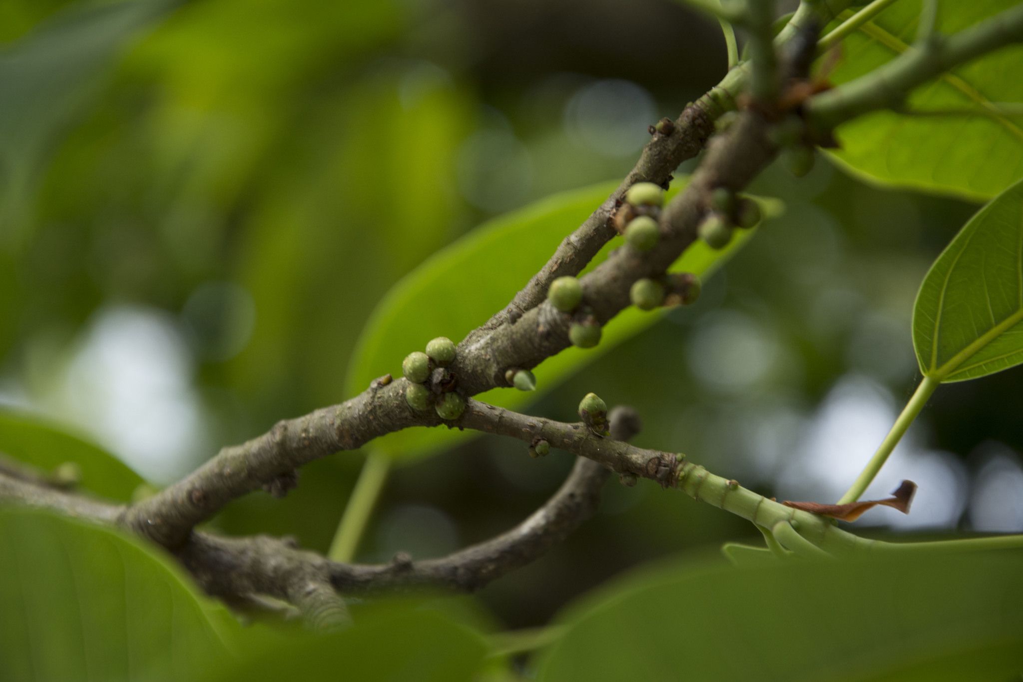 Ficus tsjakela