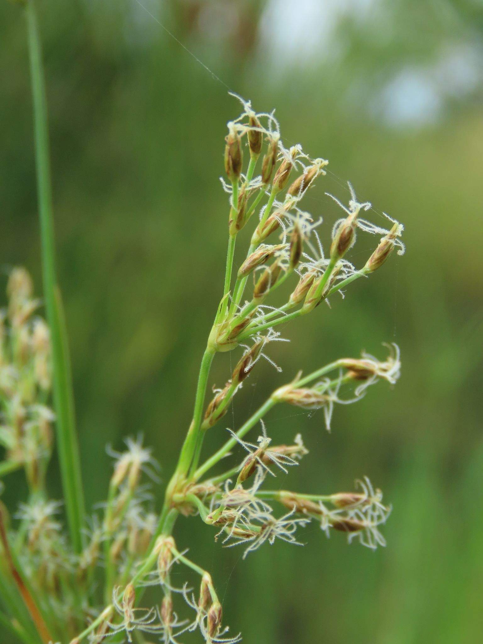 Fimbristylis complanata