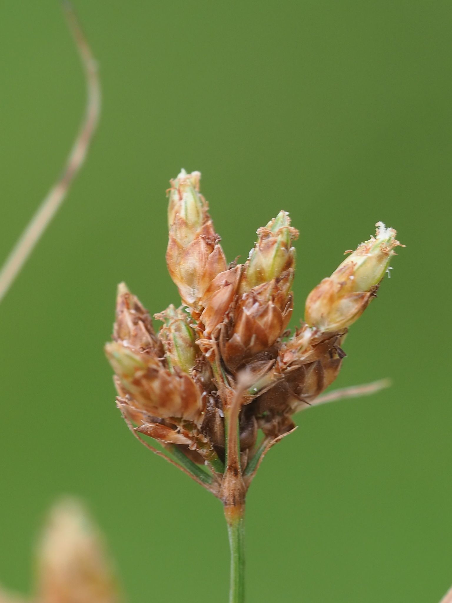 Fimbristylis dichotoma
