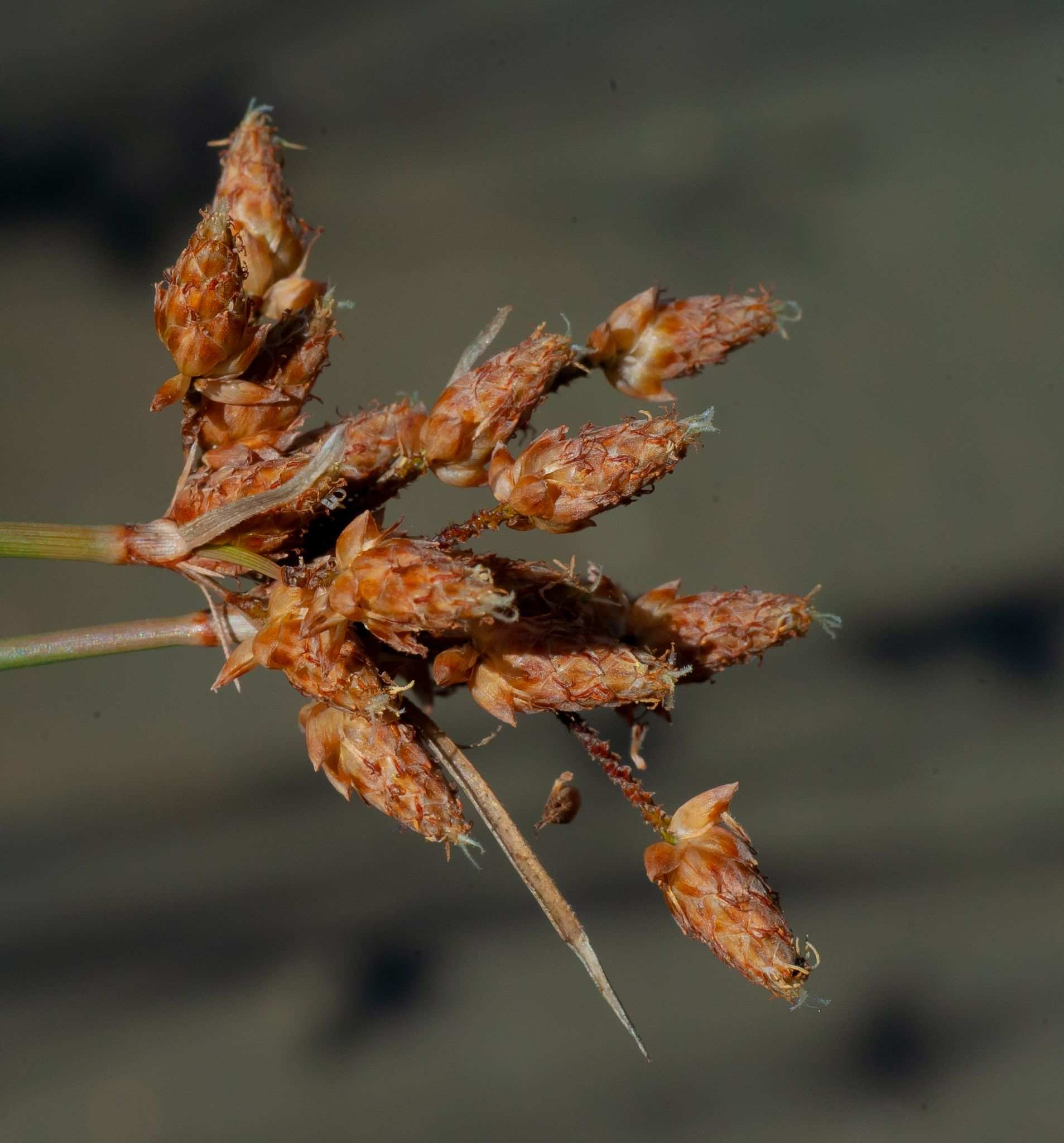 Fimbristylis ferruginea