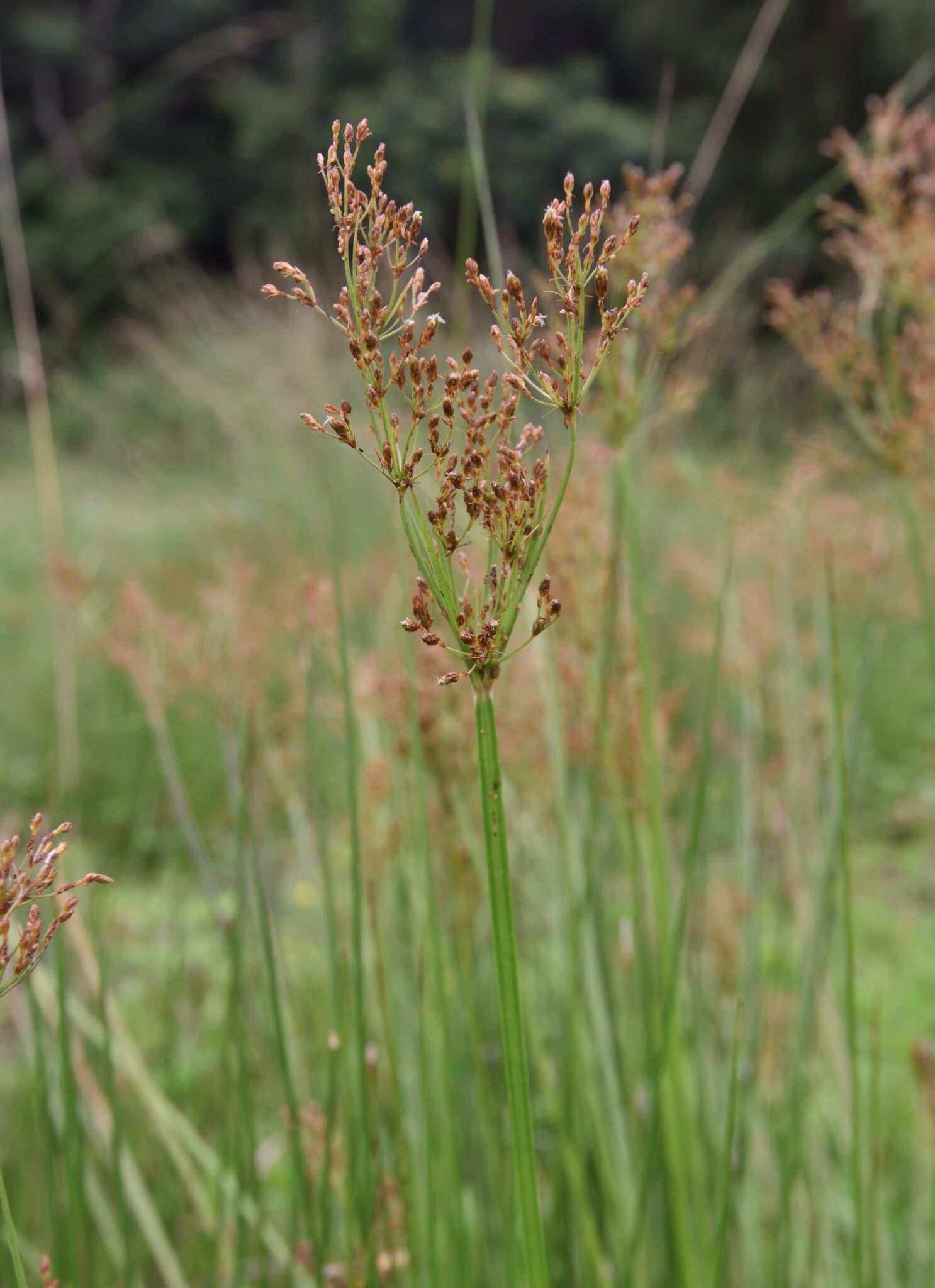 Fimbristylis quinquangularis