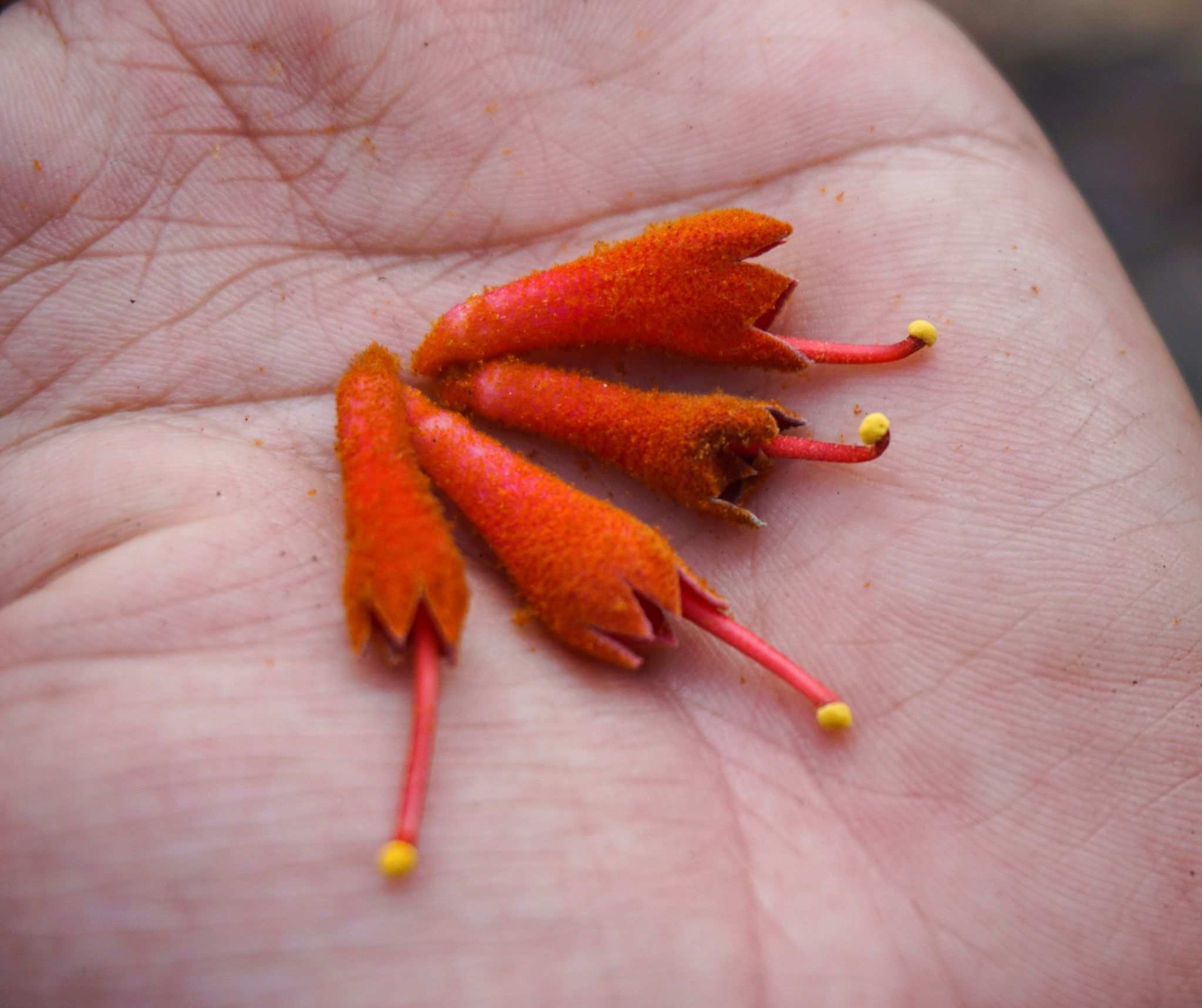 Firmiana colorata