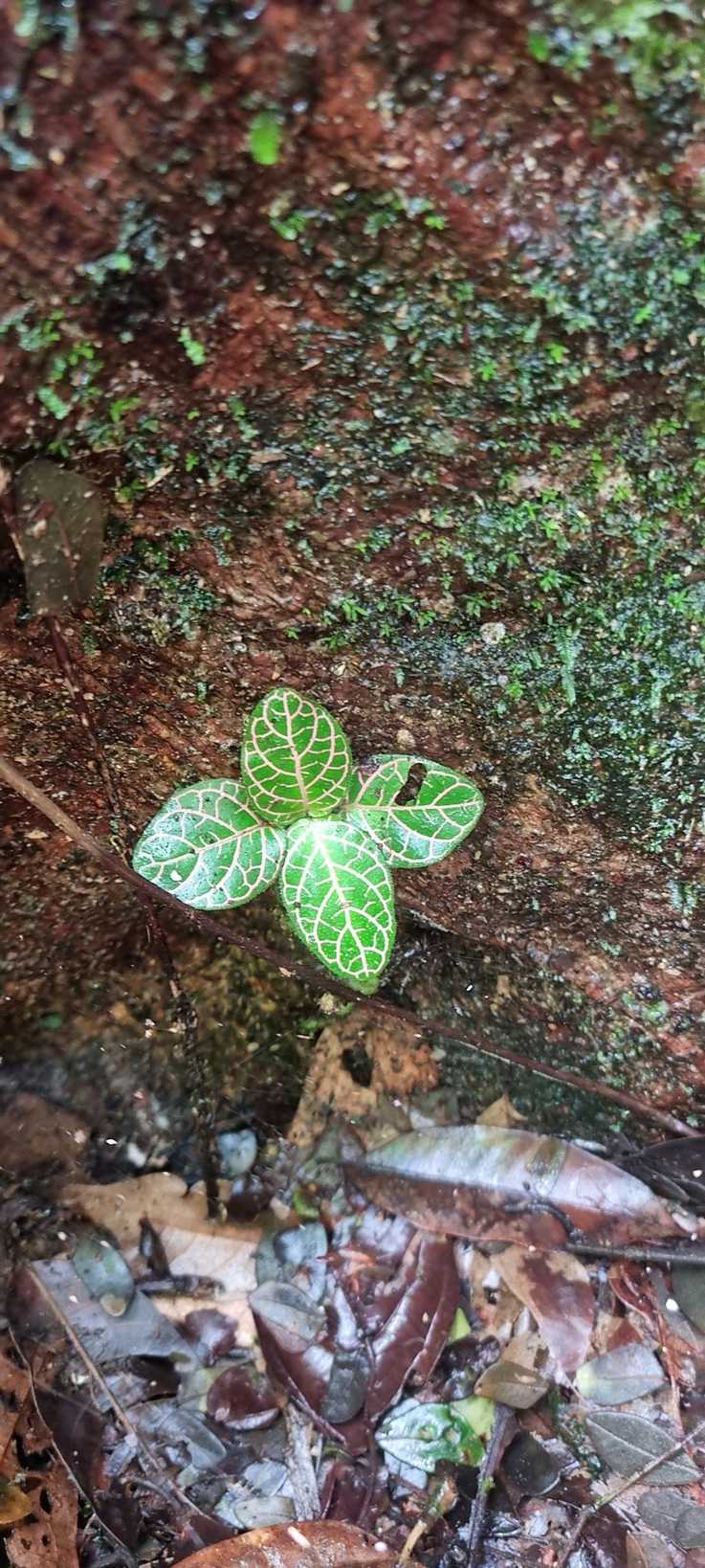 Fittonia verschaffeltii