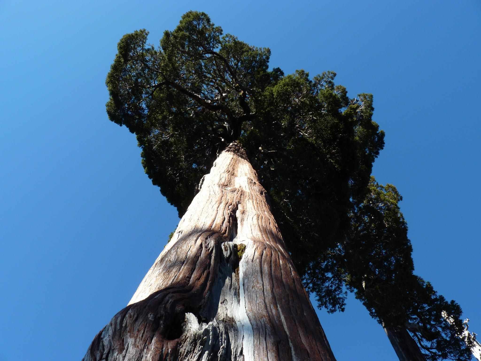 Fitzroya cupressoides
