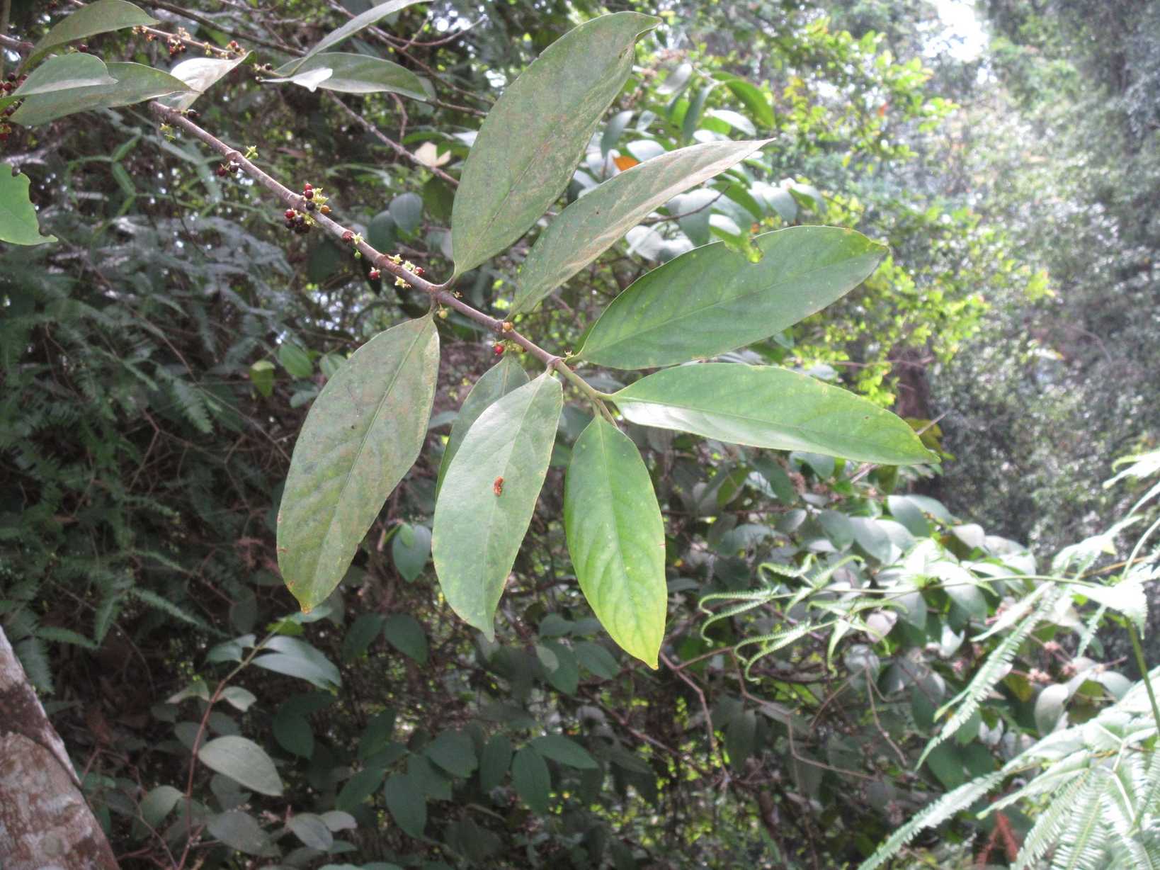 Flacourtia inermis