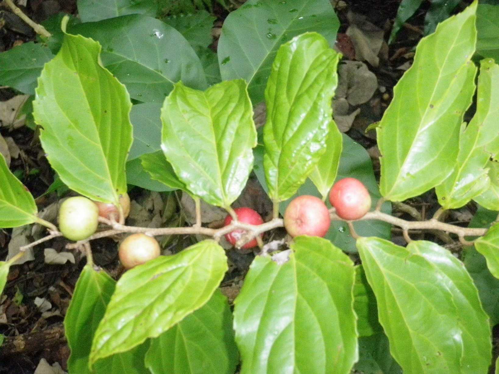 Flacourtia rukam